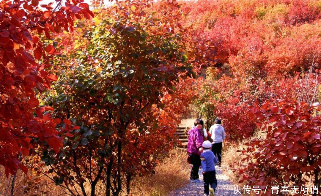 山间遍布数万亩彩叶林 周末来北京最长国家级登山步道体验一下