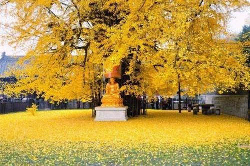 唐太宗李世民亲自种下的银杏,火到了国外,美了1400年!