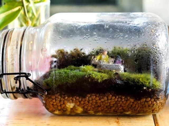  『景观』在密闭的玻璃容器植物景观里，怎么才能让里面的植物自己生长