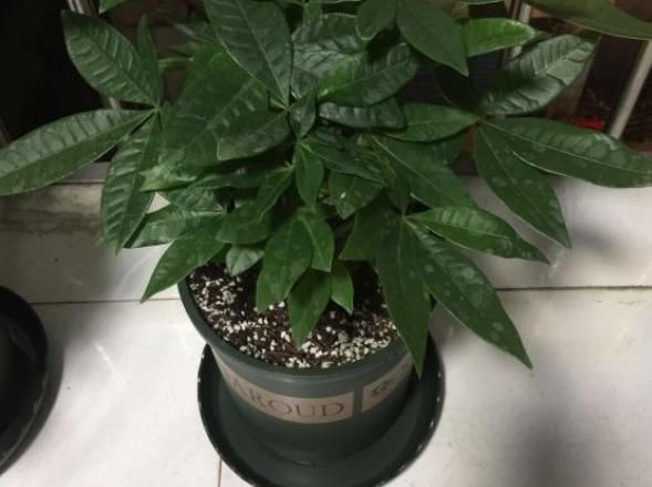  [绿植]最耐旱的绿植，越不浇水越长得好，一浇水就烂根！