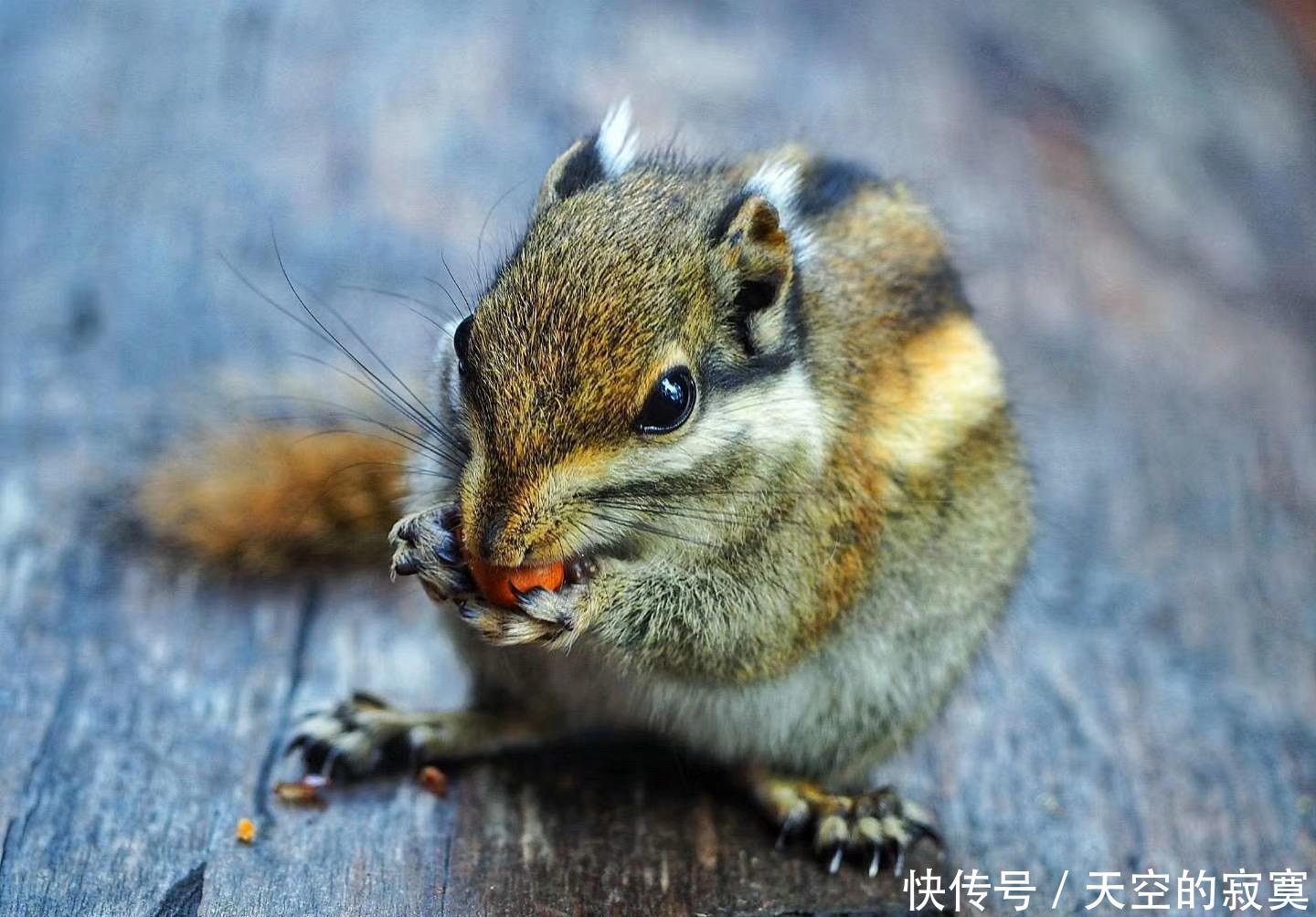 【绚烂】人间胜境香格里拉,藏着一座如水彩画般绚烂的宝藏公园,美如诗画