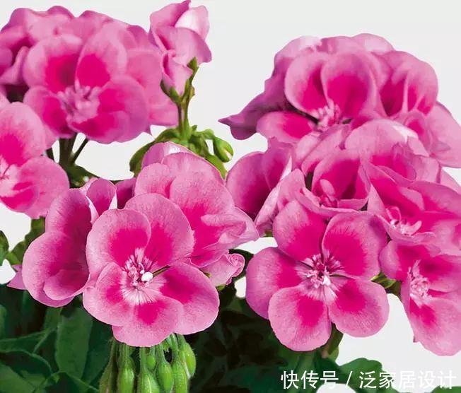 每种■110种天竺葵,每种都超美,看看你认识多少种?