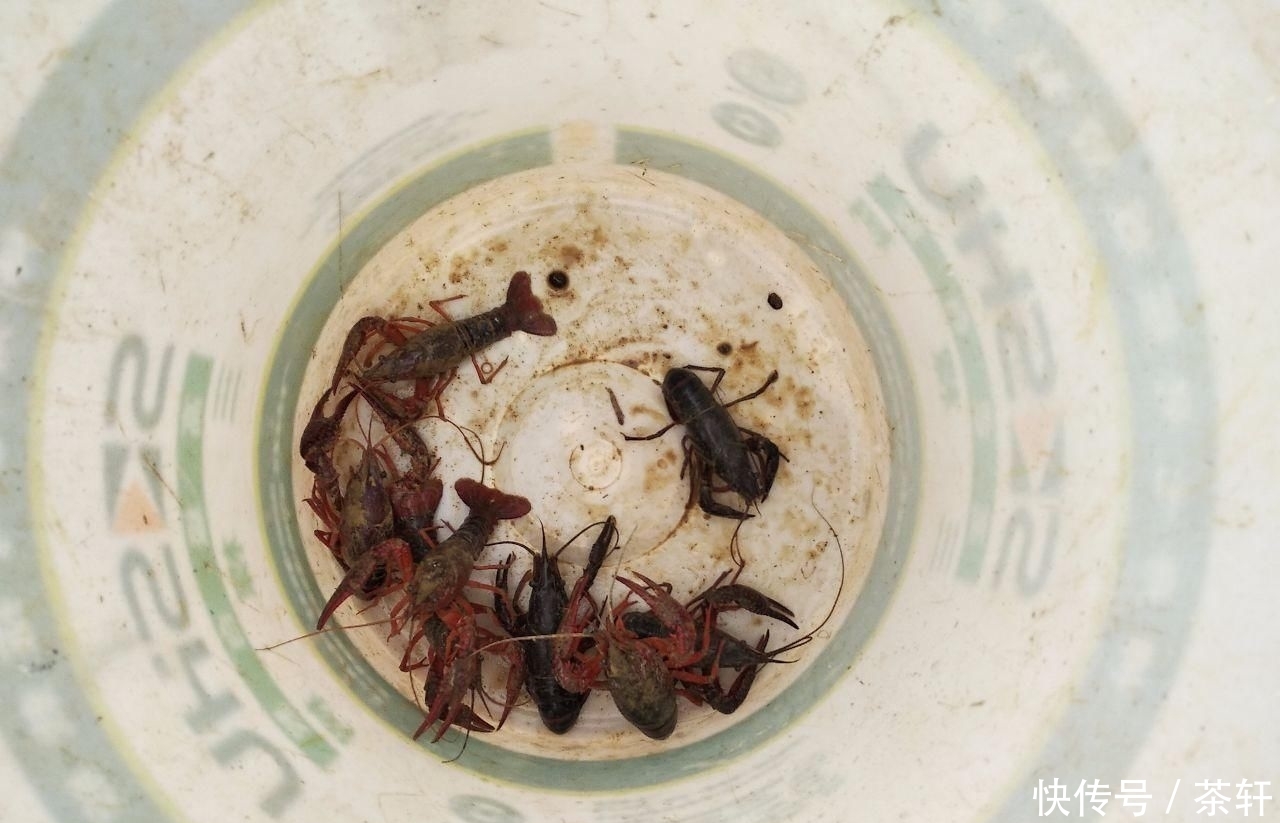 『鱼塘』乡下堂哥家鱼塘钓龙虾, 新鲜的猪肝pk青蛙做饵