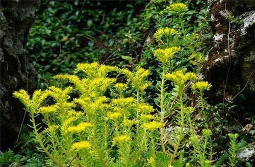 「观叶」6种浅埋土壤就能生长的植物，观花观叶各占一半