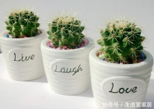 家里|家里万万要养这4种植物,家人身体会越住越健康,聪明人一眼就懂