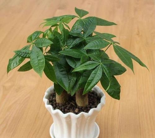  「好运」这4种“年宵花”，寓意好又好养，家里养1盆，明年行好运