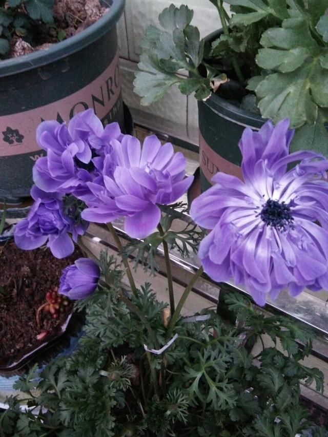 「适合」花朵娇艳的银莲花,开花比虞美人好看,适合新手养