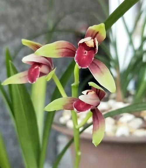 『顶级』供不应求的顶级兰花,花香纯正,花色美艳,比白菜还便宜