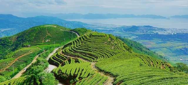  风景：茶山风景无限美！茶山的美让我们心动！