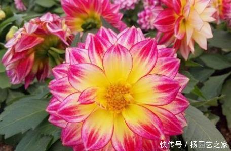 诱人@新手养花,不如养盆花中精品“墨荷”,花色如墨,诱人美丽
