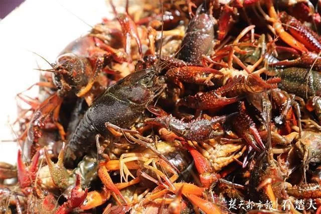 小龙虾价开始触底反弹