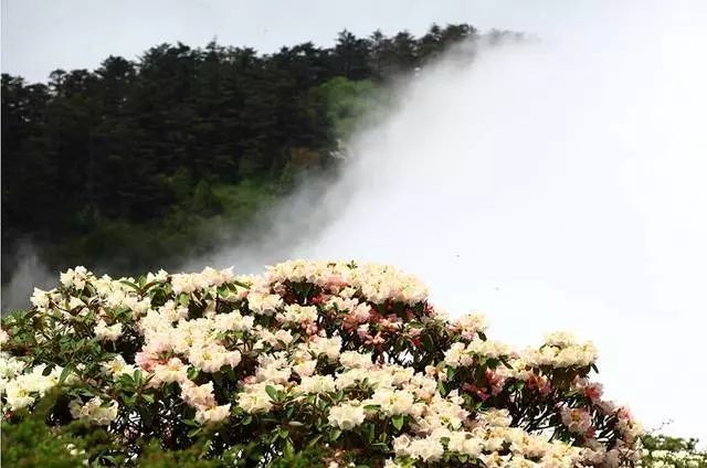 峨眉山美惨了！高山杜鹃成片绽放，太惊艳太壮观！