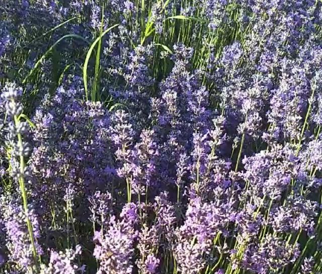  「种植」农民种植的“百草之王”，亩产3000斤，每斤60元，年赚