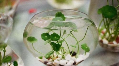  【蔬菜】想要在家水培植物，除了花卉还能选择蔬菜，山药藤蔓长得像绿萝