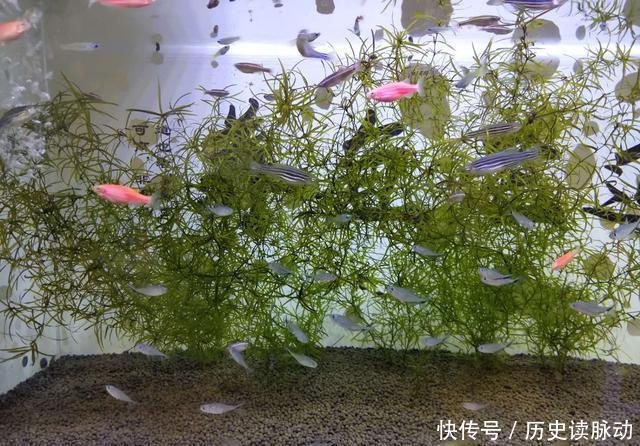  #何种#小鱼缸饲养观赏鱼，应该选择什么品种，何种过滤形式为好？