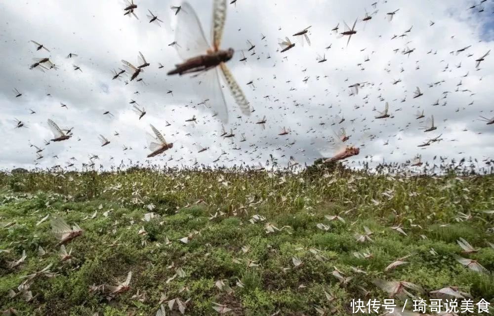  「来最严重」蝗虫危局空前，中国专家：应做好实时监测应对准备