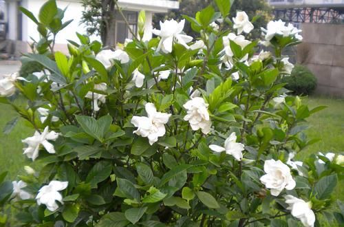  「养花」栀子花就是个醋坛子，7天喝一次白醋，花疯长爆满盆！