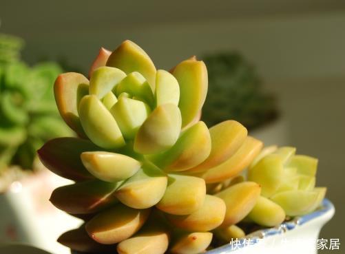  【鹿角海棠】夏季养多肉有门道，5种多肉一断水就“阵亡”，可别粗心大意！