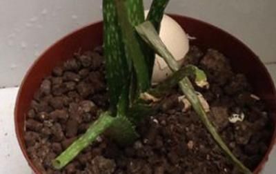  [植株]芦荟叶子软了怎么办