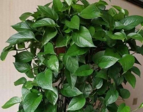  「轻松」老花匠养绿萝，都用这种“水”，7天用一次，叶片蹭蹭长,轻松爆盆