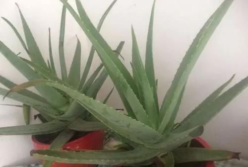「细菌」细菌最“讨厌”3种植物,养“10盆”也不嫌多,能让家人更健康!