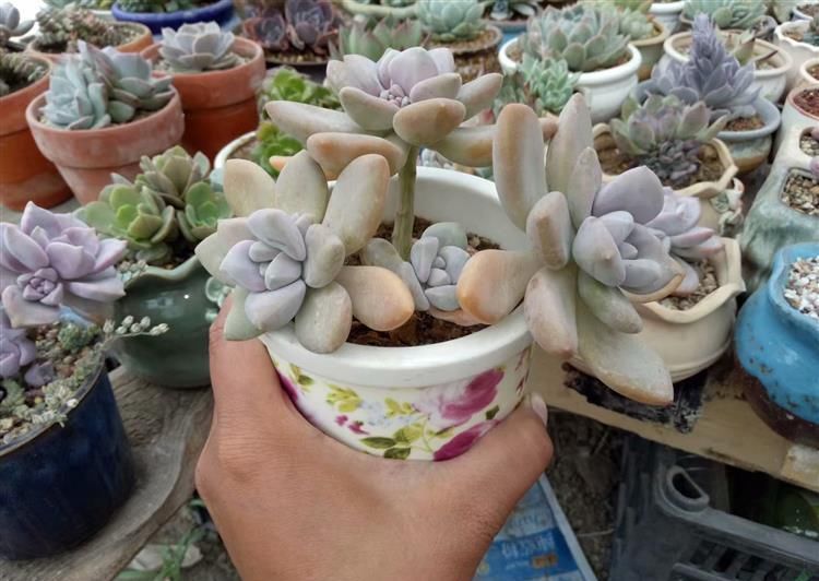  #成老桩#徒长的多肉颜值狂增, 只用了这1招!