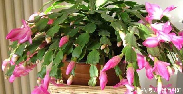 空间|北方室内养“几种”花,植株不占空间,花期长,每次开花都爆盆