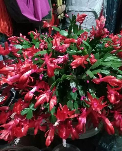  『令箭荷花』6种“荷花”，不用水只用土，开花一茬接一茬！