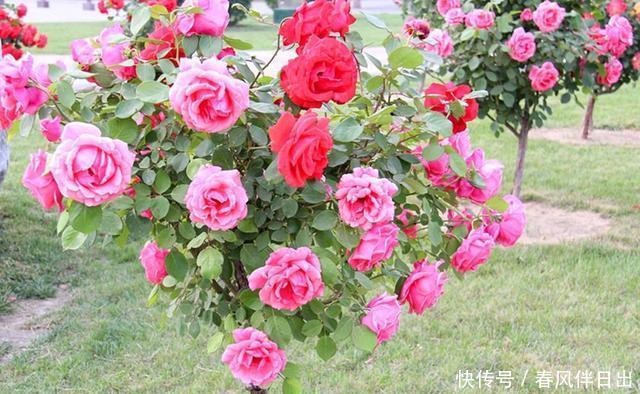  『树状』茶花扔了吧！此花植株高大，花色丰富，能开3个月，为盆栽佳品