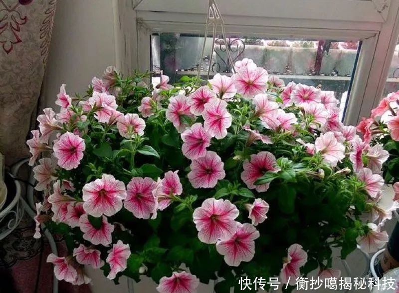  小妙■养花小妙招，花开爆满盆