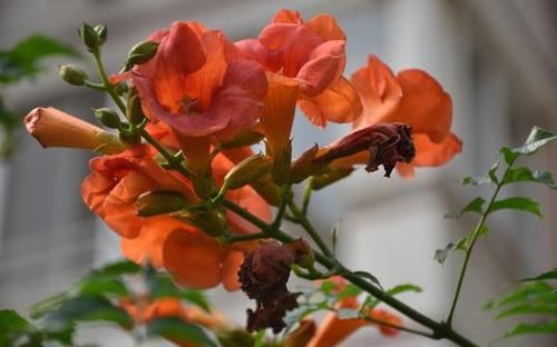  『棕色』凌霄翠叶团团如盖，花大色艳，繁花艳彩