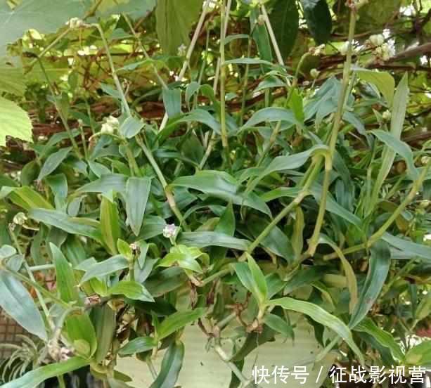  #药草#田边这种“瓜子草”，以前农民见1株拔1株，如今知道能卖