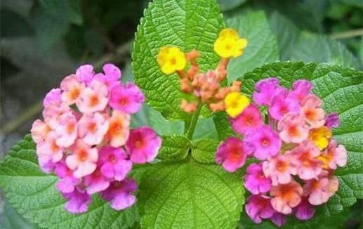  【彩色马蹄莲】阳台种这几款小花，观赏价值极高，全年开花不断，花开娇艳惹人爱