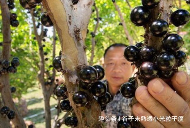  树葡萄：结果是一年两次，每公斤120元，每亩1000公斤，但农民不