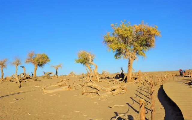 耐寒耐热的胡杨树,倒在戈壁沙漠,占地2000亩,额济纳另一种风景