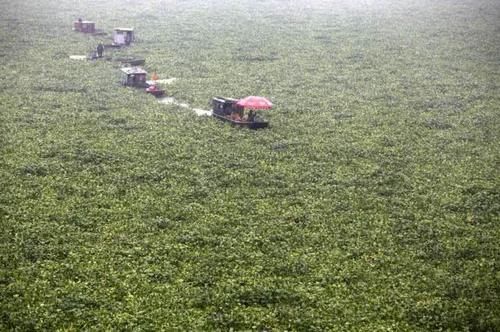 侵入我国的水葫芦，现在都到哪去了？老外：这就是中国人的智慧