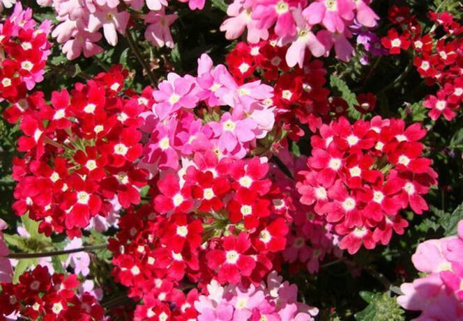  『花卉盆栽』“3种花”，养护简单开花快，一养就爱上，家里变成小花园