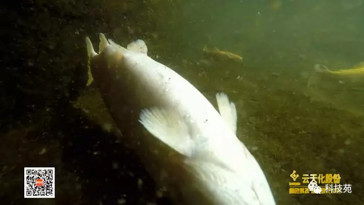 沙漠里养鱼见过吗?还不快来长长见识!