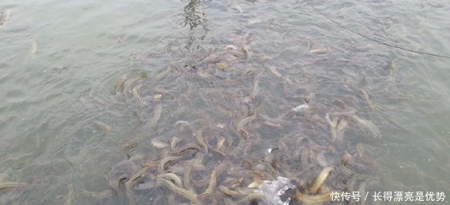 一斤泥鳅卖到35元，这样的泥鳅咋养的