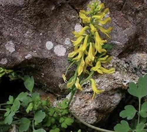「悬崖边」1种浓绿的“野草”,人称“岩黄连”,紧贴在岩石上生长,珍贵!