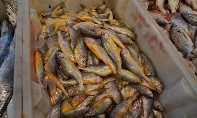 自驾走过广西广东海南，来到福建霞浦三沙，带你看看渔村海鲜价格