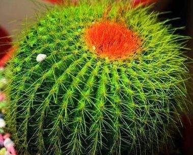  【适合】3种适合水培的植物，好养易活颜值高，给点水就能“噌噌”往上长！