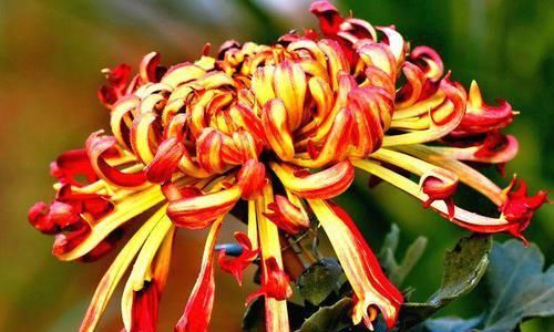  「娇媚」喜欢赏菊，就养盆“菊中珍品”火龙爪，似火焰飞舞，娇媚优雅
