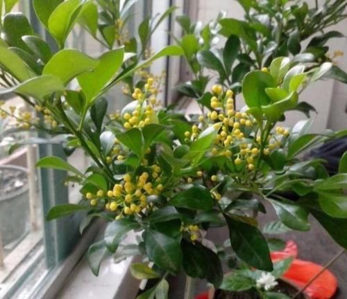  『迎春花』养花就养这几款，全年开花不停，旺财又旺宅，而且观赏性强