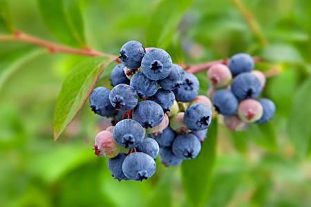 辣椒酱、蓝莓、梨,酸甜辣类食物分别有哪些作