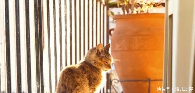  奶奶：瘦弱老猫流浪多年，因一碗剩饭而“隐居”村庄，每天凌晨叫醒奶奶
