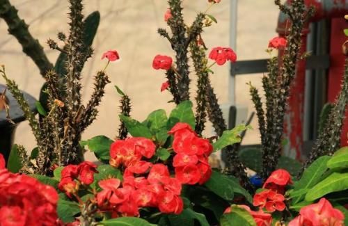  【花朵来】养花就选这2种，一年四季都开花，是家庭盆栽佳品！