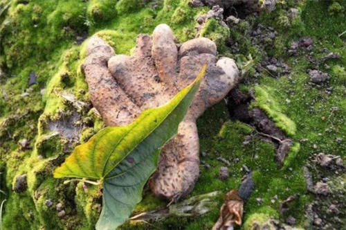 农村植物“穿龙薯”，在野外不好找，价值珍贵，对腰腿痛有大帮助