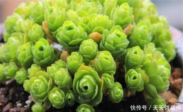 新叶|多肉山地玫瑰养护技巧,只要“3招”,来年猛长个,新叶冒不停