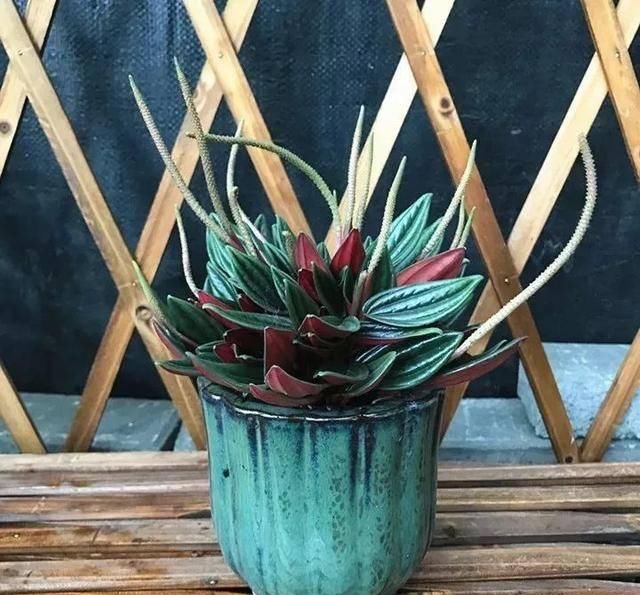  『这五种』这五种家庭绿植，时尚又有范儿